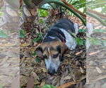 Small #7 Beagle