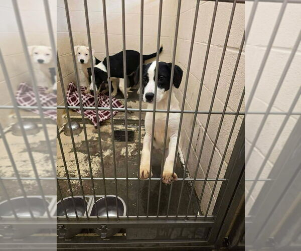 Medium Photo #3 Borador Puppy For Sale in Aurora, IN, USA