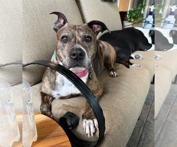 Medium Photo #1 American Pit Bull Terrier-Unknown Mix Puppy For Sale in  Ramona, CA, USA