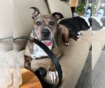 Small American Pit Bull Terrier Mix