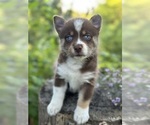 Puppy Cocoa Pomsky