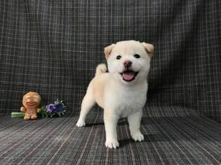 Shiba Inu Puppy White