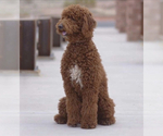 Small Photo #1 Goldendoodle Puppy For Sale in SAINT GEORGE, UT, USA