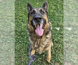 German Shepherd Dog Dogs for adoption in Sacramento, CA, USA