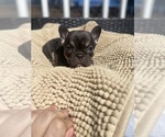 Small Photo #6 French Bulldog Puppy For Sale in LOWELL, MA, USA