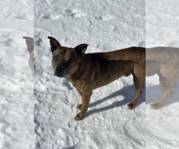 Medium Photo #2 Boxer-Mountain Cur Mix Puppy For Sale in Corning, AR, USA