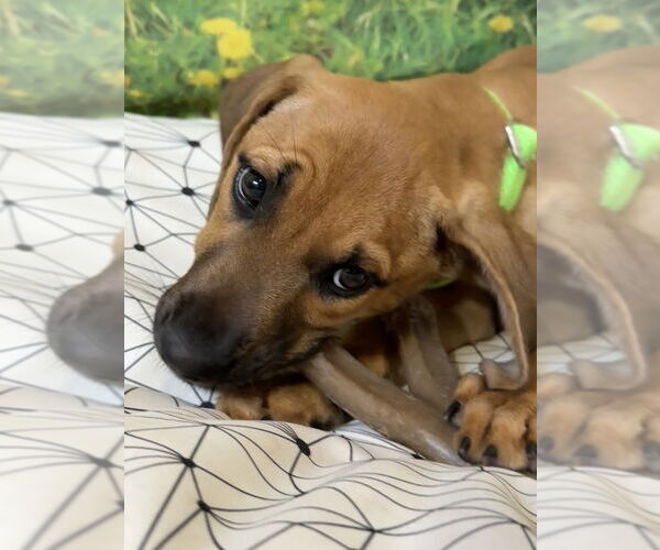 Medium Photo #2 Mutt Puppy For Sale in San Leon, TX, USA