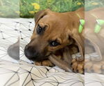 Small #1 Mutt