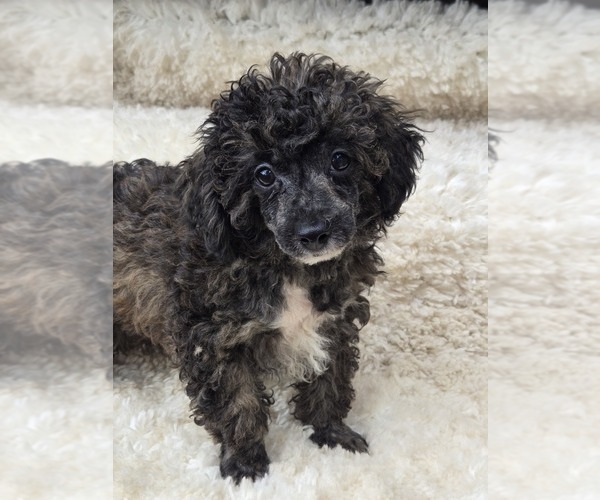 Medium Photo #4 Poodle (Toy) Puppy For Sale in JASONVILLE, IN, USA