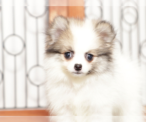 Pomeranian Puppy for sale in NAPLES, FL, USA