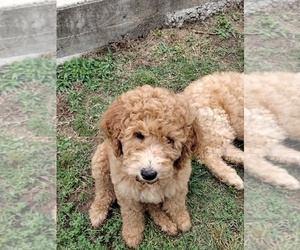 Goldendoodle Puppy for Sale in EUFAULA, Oklahoma USA