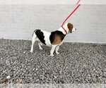 Small Photo #2 Beagle Puppy For Sale in Canton, CT, USA