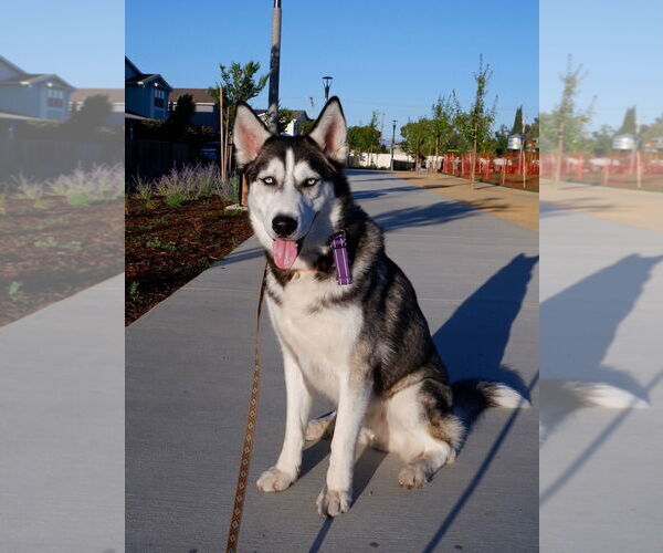 Medium Photo #5 - Mix Puppy For Sale in Woodland Hills, CA, USA