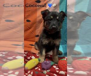 Mutt Dogs for adoption in Turlock, CA, USA