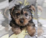 Puppy Biscuits Yorkshire Terrier