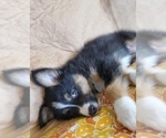 Small Photo #4 Australian Shepherd Puppy For Sale in PHOENIX, AZ, USA