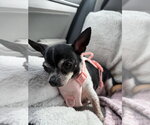 Small #1 Chihuahua Mix
