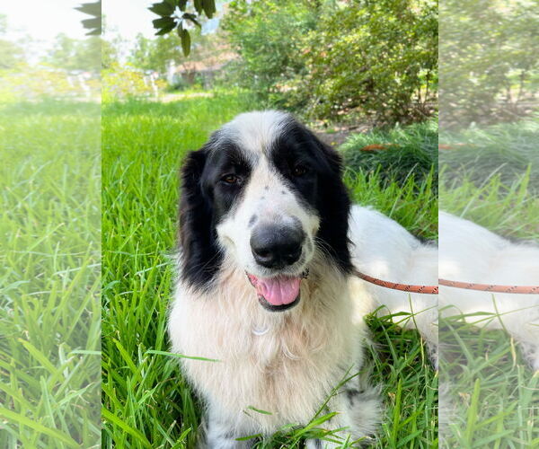 Medium Photo #7 Great Pyrenees-Unknown Mix Puppy For Sale in Spring, TX, USA