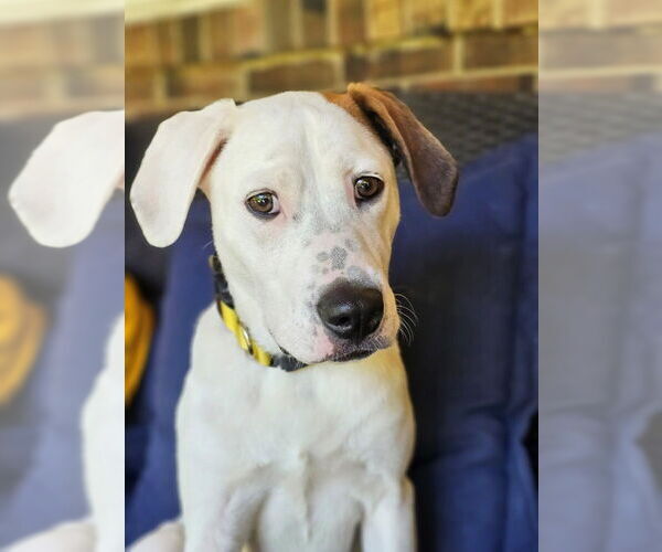 Medium Photo #4 Mutt Puppy For Sale in Raleigh, NC, USA