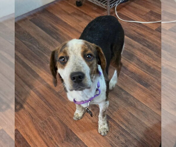Medium Photo #2 Beagle-Unknown Mix Puppy For Sale in Las Vegas, NV, USA