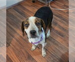 Small #1 Beagle Mix