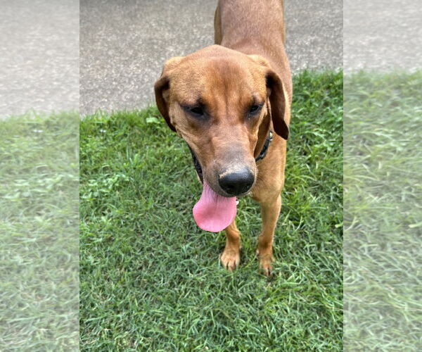 Medium Photo #7 Bloodhound-Rhodesian Ridgeback Mix Puppy For Sale in Ball Ground, GA, USA