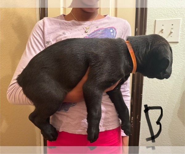 Medium Photo #2 Cane Corso-German Shepherd Dog Mix Puppy For Sale in SPRING, TX, USA
