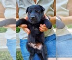 Small Photo #4 German Shepherd Dog Puppy For Sale in KANSAS CITY, MO, USA