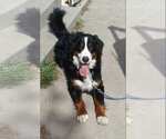 Small Photo #1 Bernedoodle Puppy For Sale in SPOKANE, WA, USA