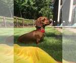 Small #7 Dachshund