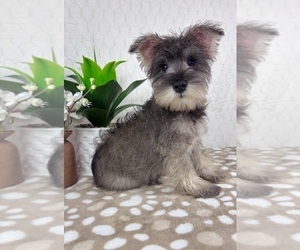 Schnauzer (Miniature) Puppy for sale in INDIANAPOLIS, IN, USA