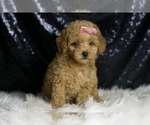 Small #5 Maltipoo