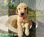 Small Photo #3 Poodle (Standard) Puppy For Sale in NEW LONDON, IA, USA