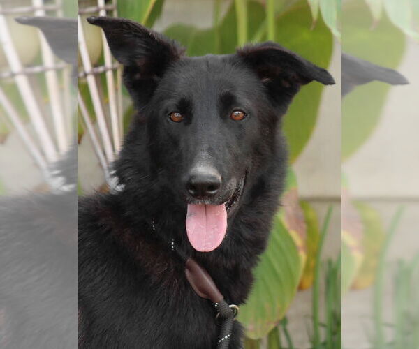 Medium Photo #1 Border Collie-Unknown Mix Puppy For Sale in Lake Forest, CA, USA
