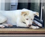 Small Photo #5 Carolina Dog Puppy For Sale in Corona, CA, USA