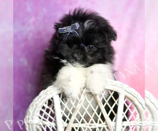 Medium Photo #6 Maltipom Puppy For Sale in WARSAW, IN, USA