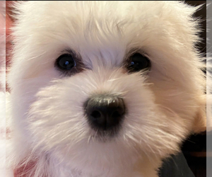 Coton de Tulear Litter for sale in BIG RAPIDS, MI, USA