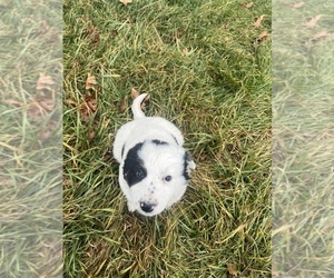 Australian Cattle Dog-Border Collie Mix Puppy for sale in CENTRALIA, IL, USA