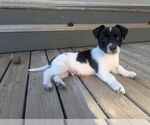 Small #1 Mutt