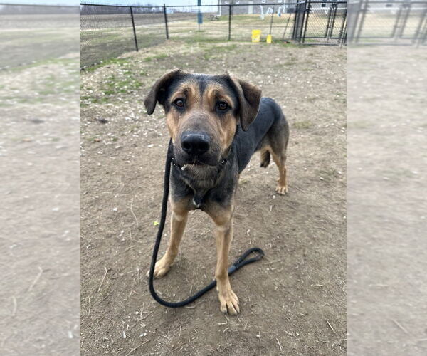 Medium Photo #6 Rottweiler-Siberian Husky Mix Puppy For Sale in Evansville, IN, USA