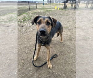Jupiter - Male Rottweiler-Siberian Husky Mix Dog for Adoption - Photo #6