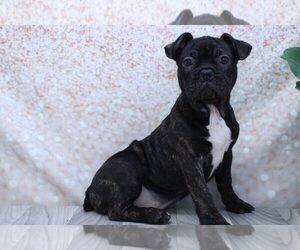 Faux Frenchbo Bulldog Puppy for sale in MARIETTA, GA, USA