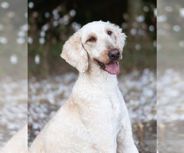 Medium Photo #1 Goldendoodle Puppy For Sale in IRVINGTON, AL, USA