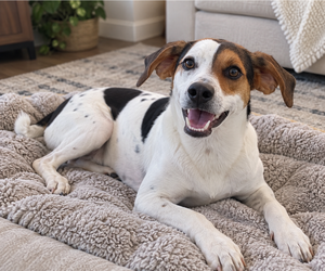 Lenny - Male Mutt Dog for Adoption - Photo #5