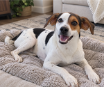 Small Photo #5 Mutt Puppy For Sale in Mooresville, NC, USA
