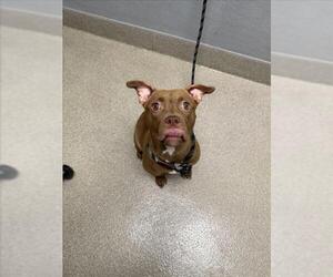 Mutt Dogs for adoption in Las Vegas, NV, USA