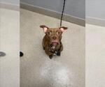 Small Mutt