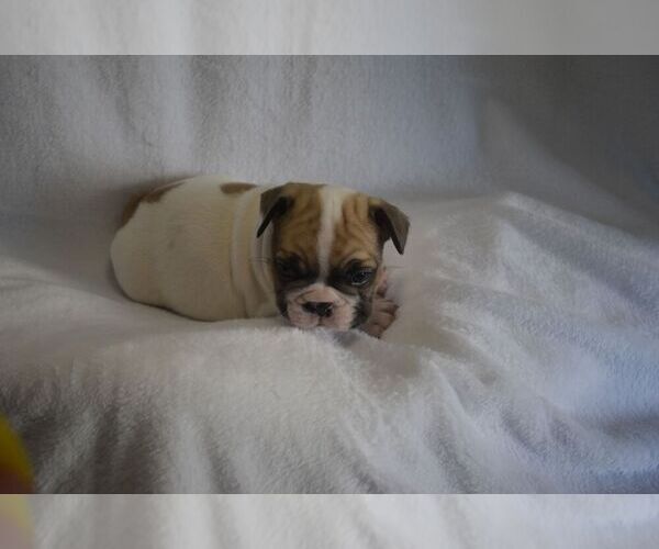 Medium Photo #4 French Bulldog Puppy For Sale in LEXINGTON, KY, USA