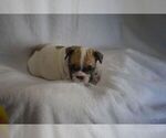 Small Photo #4 French Bulldog Puppy For Sale in LEXINGTON, KY, USA