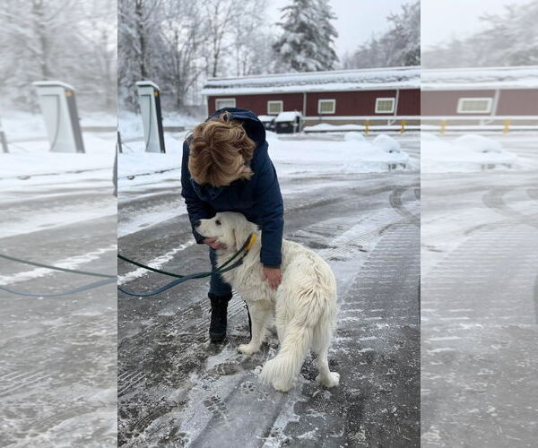 Medium Photo #2 Great Pyrenees Puppy For Sale in Croydon, NH, USA